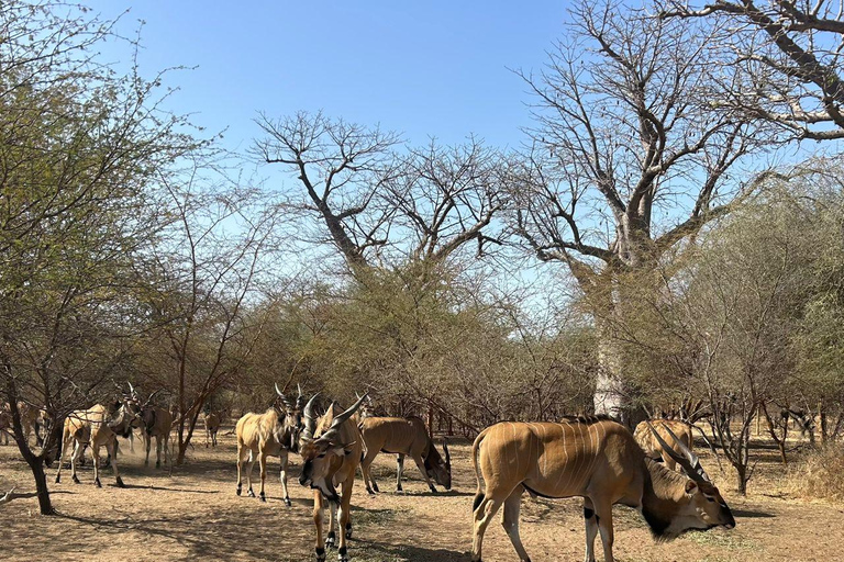 From Banjul: Discover the Fathala Wildlife Reserve From Senegal : Discover the Fathala Wildlife Reserve