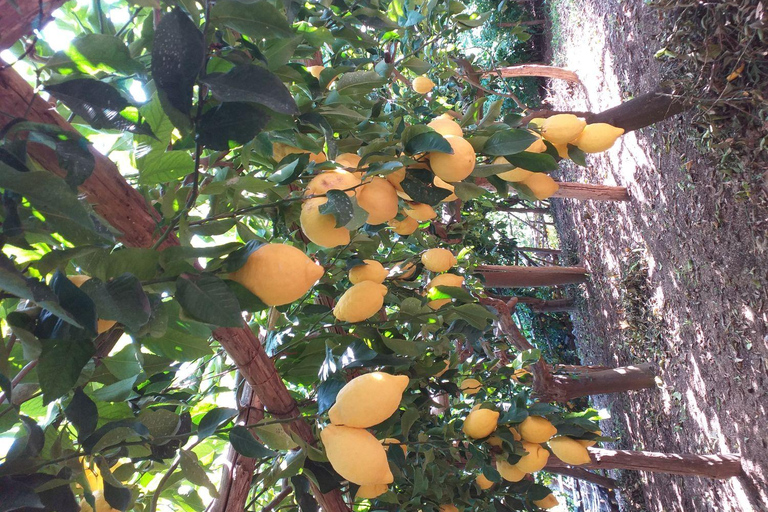 Amalfi Coast: Path of the Gods Guided Hiking Tour