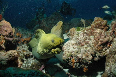 Cancun: Aventura de mergulho com garoupas de GoliatPacote de aventura