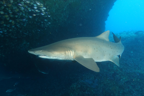 Perth: Rottnest Island Scuba Diving Day Trip