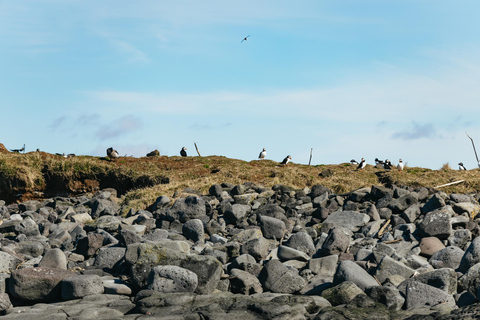 Reykjavik: Whale Watching Tour by RIB Boat