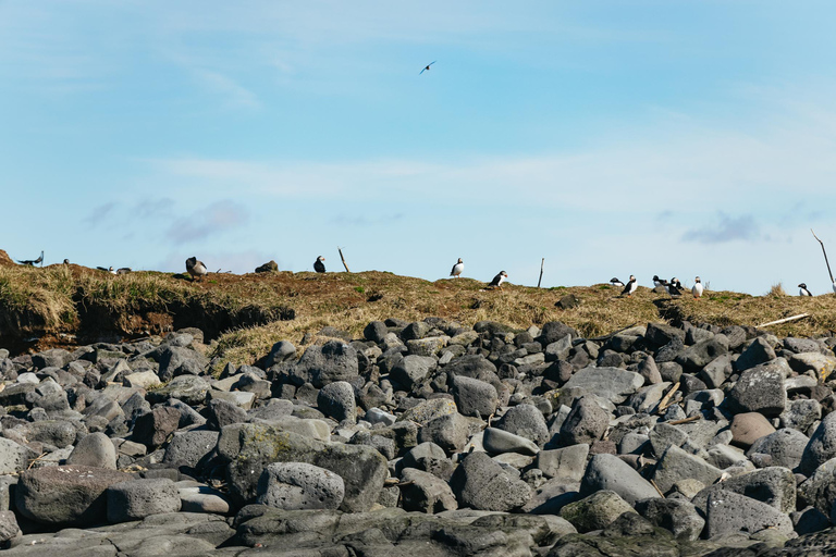 Reykjavik: Tour in barca per l&#039;osservazione delle balene