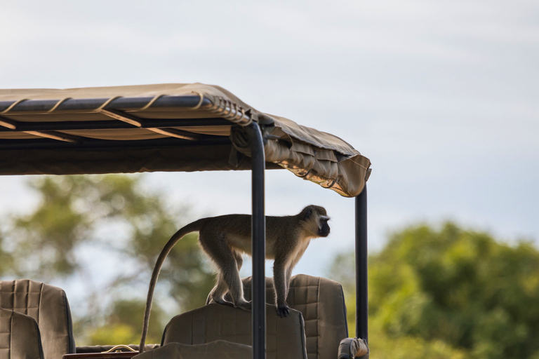 Från Zanzibar: Mikumi Safari med tvåmotorigt flygplan + lunchMikumi Safari – utan transfer