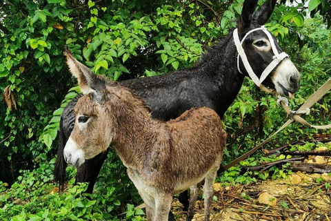 Puerto Plata: City and Countryside Tour with Beach Visit