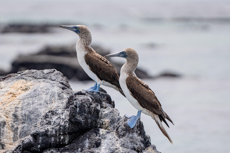 Explore the Cabo Rosa Tunnels on Isabela: snorkeling, wildlife and scenery