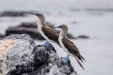 The BEST Galápagos Islands Summer activities 2025 FREE