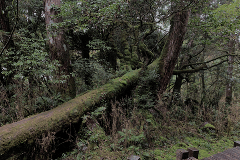 Von Taipeh: Taipingshan National Forest Private Day Tour