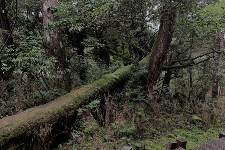 De Taipei: Tour particular de um dia pela Floresta Nacional de Taipingshan