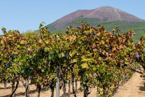 From Amalfi: Pompeii and Mount Vesuvius Winery Private Tour