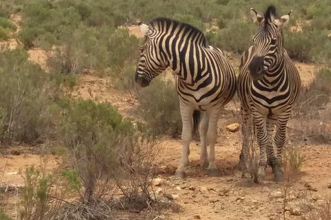 Cape Town Aquilla big sunset safari With transport & food aquila sunset bestseller