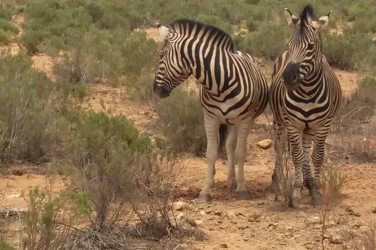 Cape Town Aquilla big sunset safari With transport & food aquila sunset bestseller