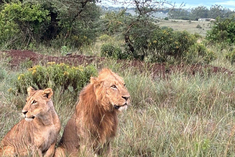 Nairobi National Park: Early Morning or afternoon adventure Early morning game drive in a Landcruiser JEEP