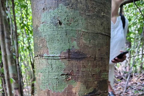 From Colombo/Kalutara: Full-Day Sinharaja Guided Eco Trek