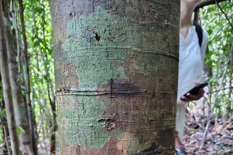 From Colombo/Kalutara: Full-Day Sinharaja Guided Eco Trek