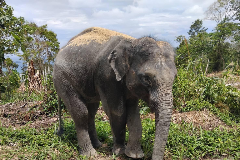 Phuket: Excursión al Santuario de Elefantes con Planta para la ConservaciónServicio de recogida en cualquier punto de Phuket