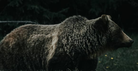 Banff: Evening Wildlife Spotting, Sightseeing & Sunset Tour