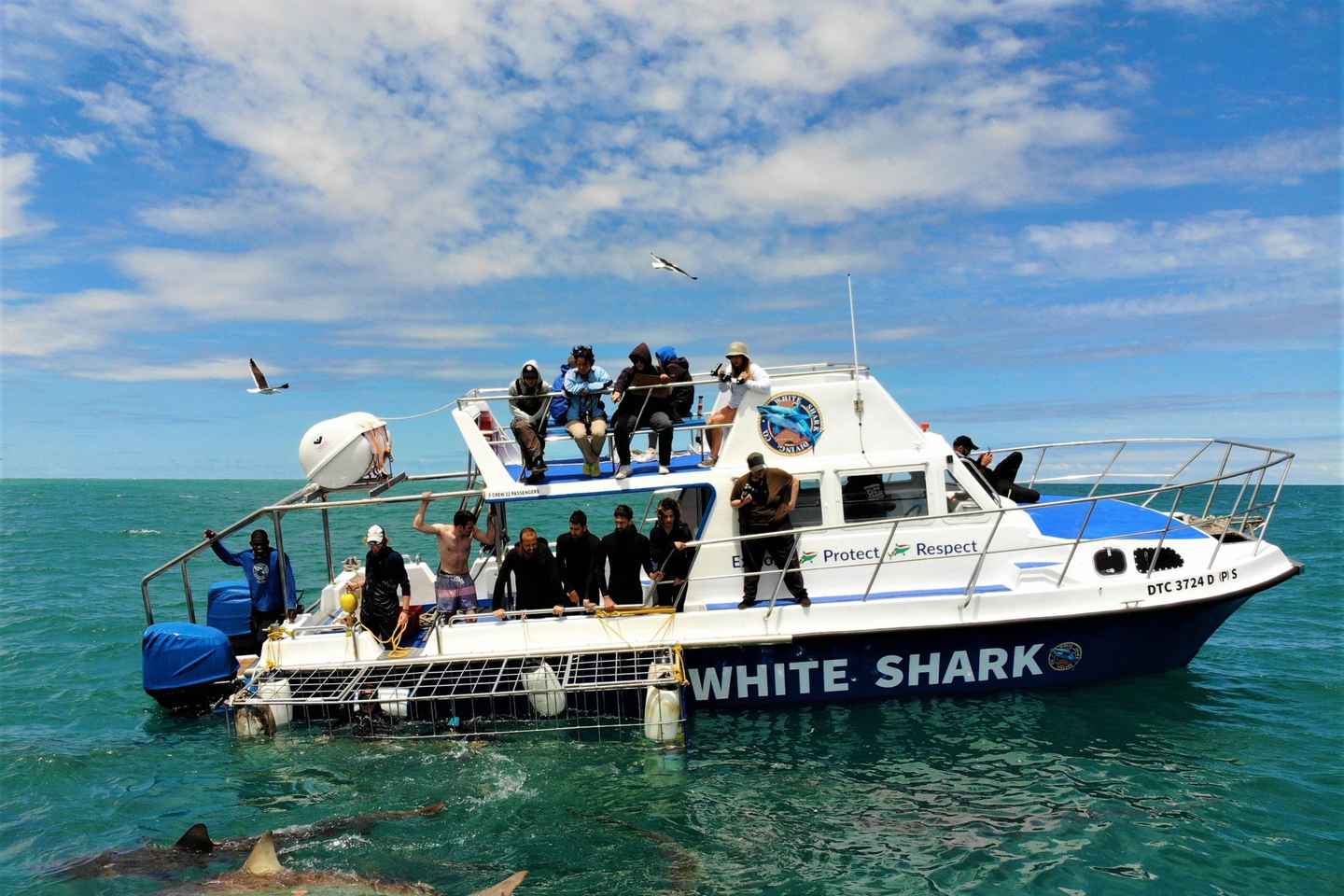 Shark Cage Diving with transport from Cape Town - Shark Cage Diving with transport from Cape Town
