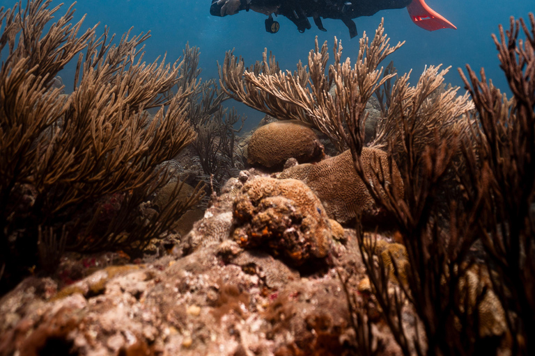 Fun Dives in Tayrona National Park's Coral Reefs