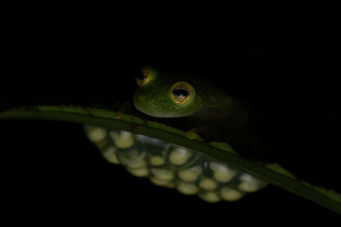 Visite nocturne de la forêt tropicale