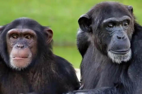 Safari di un giorno intero nella riserva di Ol Pejeta