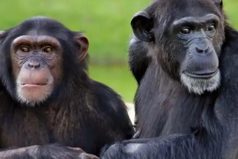 Całodniowe safari w rezerwacie Ol Pejeta