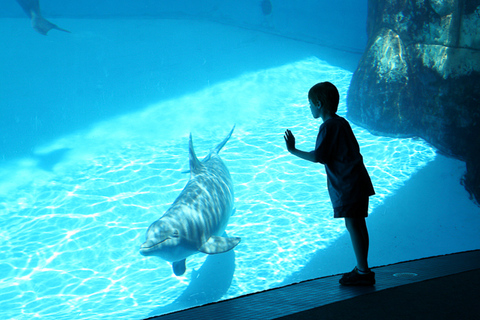 San Diego: Bilet wstępu do parku SeaWorld Skip-the-LineBilet dwudniowy