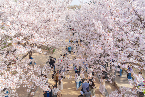 Seoul: Jinhae or Chasing Cherry Blossom &amp; Spring Flower TourChasing Cherry Blossom Tour, Meet at Hongik University St