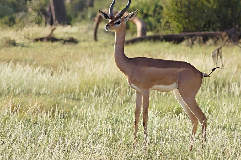 3 Days, 2 nights safari to Samburu National Reserve 3 Days private safari in a 4x4 Landcruiser jeep