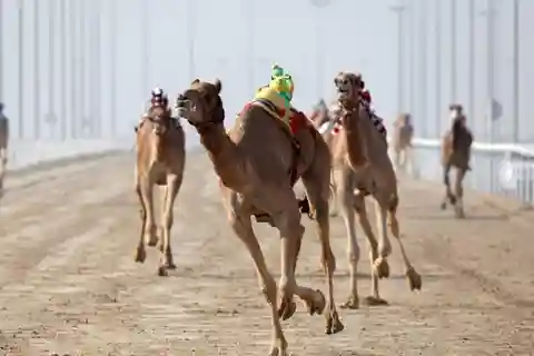 Doha: Camel Race Track und West Coast Private Tour