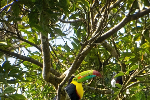 Monteverde: Epiphyte Trail – Orchids, Birds & Wildlife