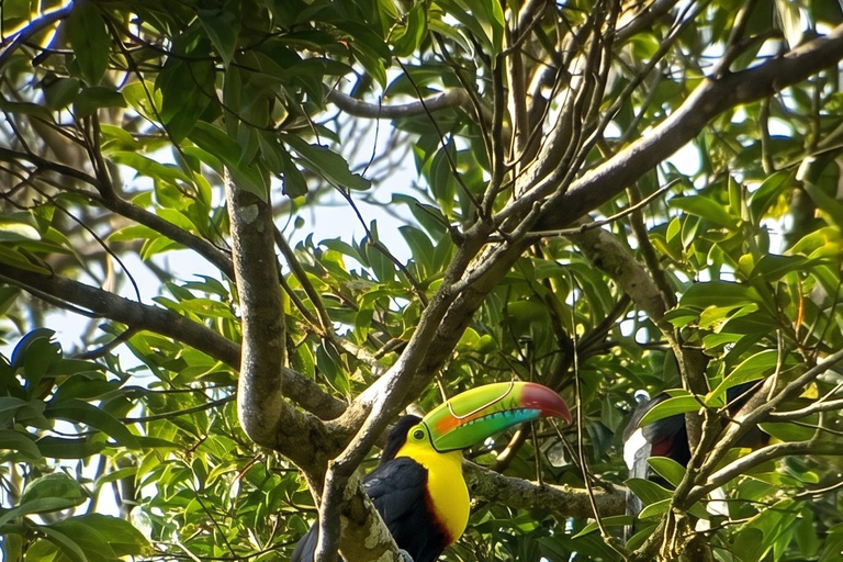 Monteverde: Epiphyte Trail – Orchids, Birds & Wildlife
