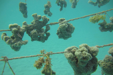 Zanzibar: Discover Jambiani Unique Sponge Farming Tour