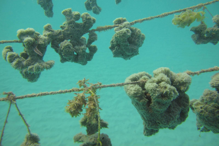 Zanzibar: Discover Jambiani Unique Sponge Farming Tour