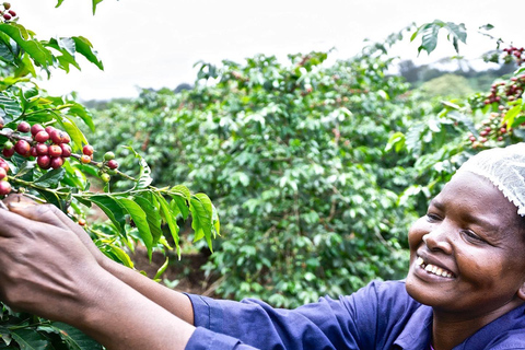 Visita guiada a la plantación y fábrica de café Fairview con entrada incluida