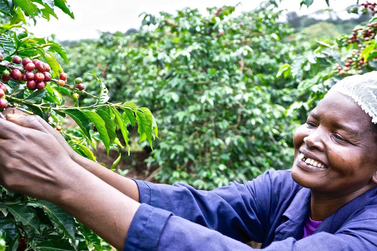 Visita guiada a la plantación y fábrica de café Fairview con entrada incluida