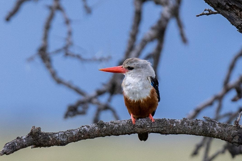 Des plaines de Samburu au Masai Mara : 8 jours de safari inoubliable
