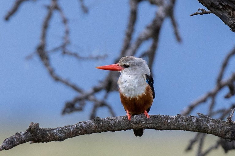 Des plaines de Samburu au Masai Mara : 8 jours de safari inoubliable