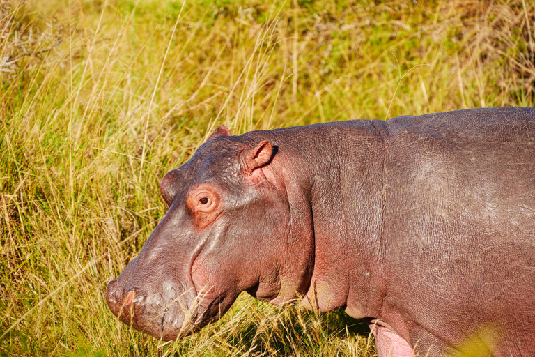 Tour privato del parco nazionale Kruger