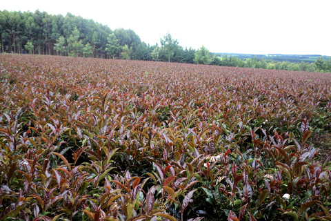 Nairobi: Granja de té púrpura.