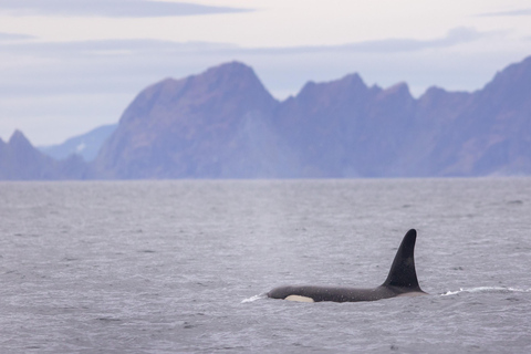 Skjervøy : Excursion en bateau chauffé pour l&#039;observation des orques et des baleines