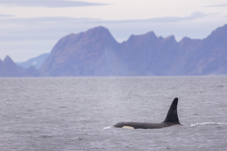 Skjervøy : Excursion en bateau chauffé pour l&#039;observation des orques et des baleines
