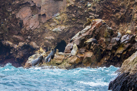 FD: Ica, Paracas - Ballestas Islands - Huacachina Excursion