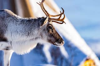Tromsø: Rentierschlittenfahrt, Fütterung und Sami-Kultur-Erlebnis