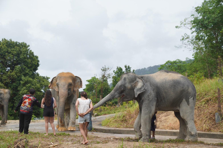 Patong: Wycieczka piesza do rezerwatu słoni z transferem z hoteluOdbiór z dowolnego miejsca w Phuket Area do Hill Tribe Elephant