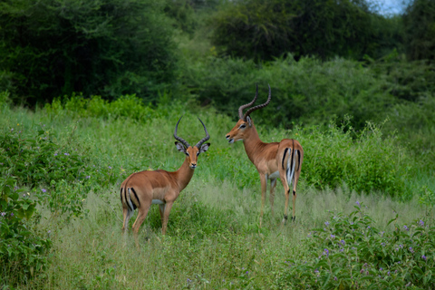 Arusha: Tarangire National Park Day Safari Joining Safari (1-2 People)