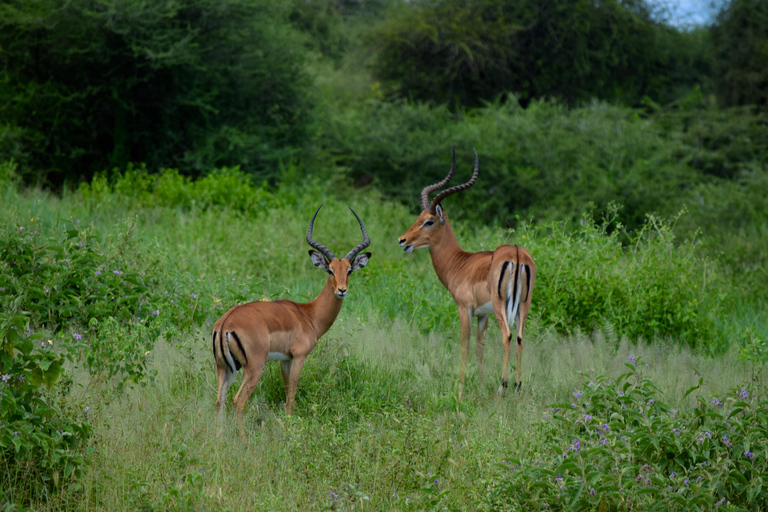 Arusha: Tarangire National Park Day Safari Joining Safari (1-2 People)