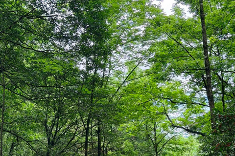 Zhangjiajie Avatar Mountain & Tianzi Peak Tour with Guide Transportation hub pick-up and drop-off