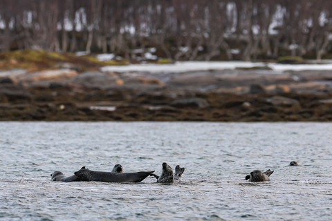 Tromsø: Crociera dei fiordi e della storia