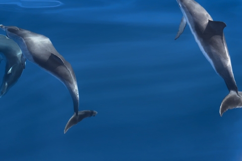 Fuerteventura : Expérience avec les dauphins en zodiacFuerteventura : expérience avec les dauphins
