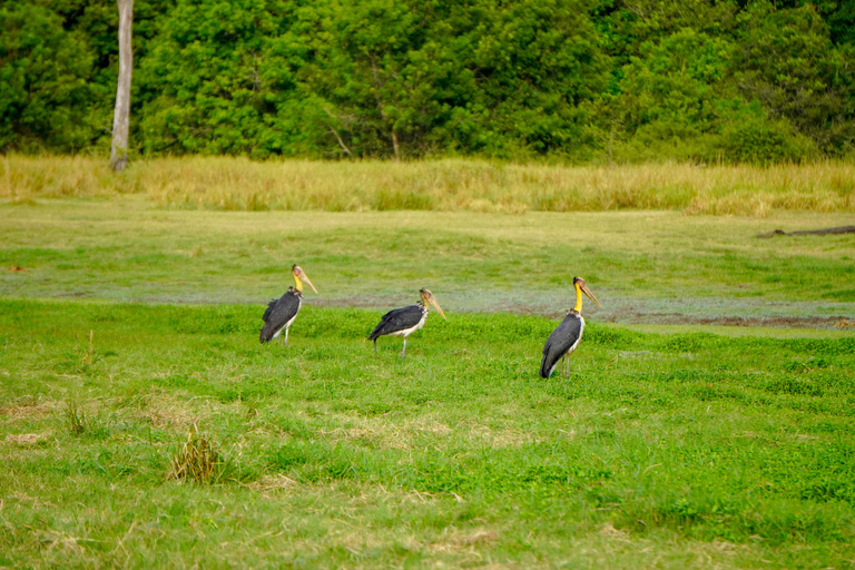 Minneriya: Private Bird Photography Tour with Guide